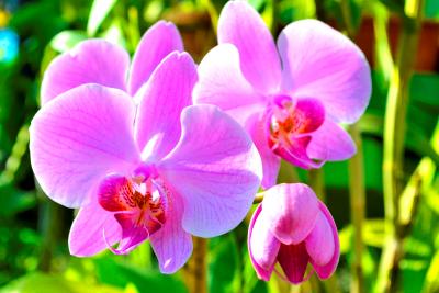 Прикрепленное изображение: _DSC0537.JPG